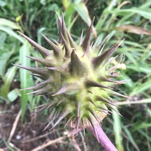 Datura ferox Fruit