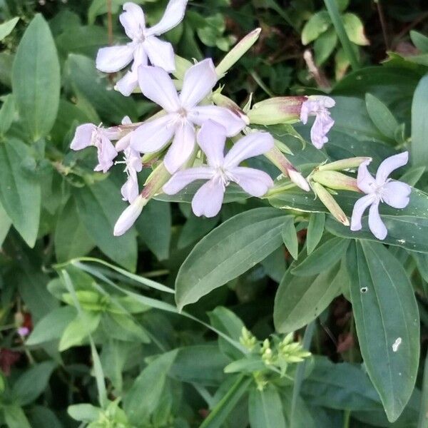 Saponaria officinalis Fleur