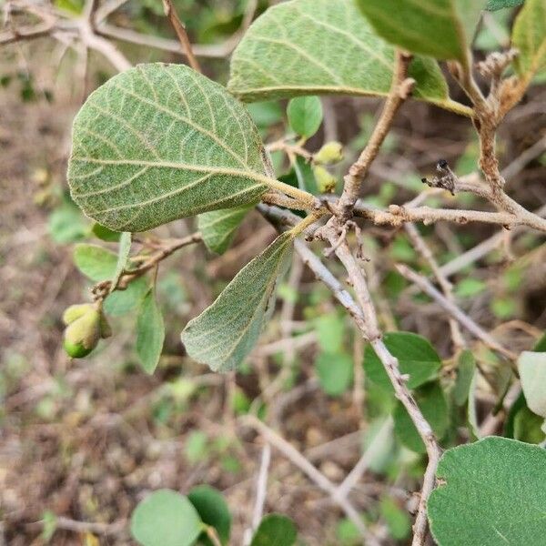 Cordia monoica Leaf