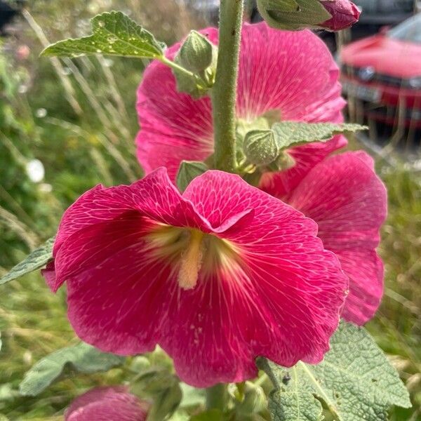 Alcea setosa Flower