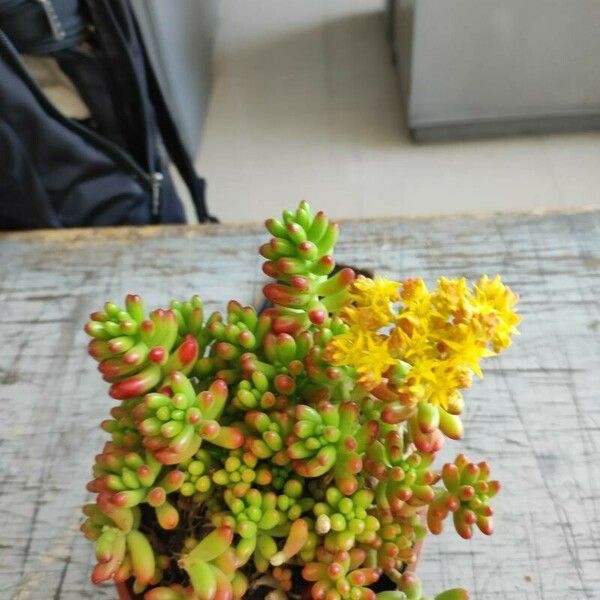 Sedum × rubrotinctum Floro