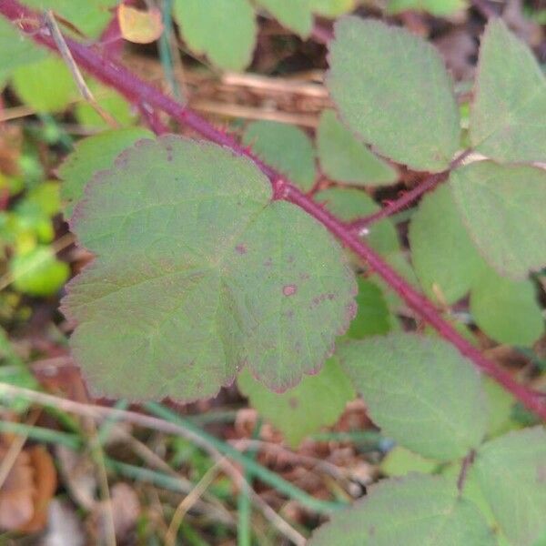 Rubus phoenicolasius Листок