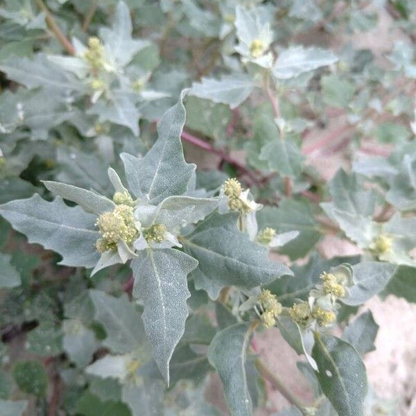 Atriplex laciniata पत्ता