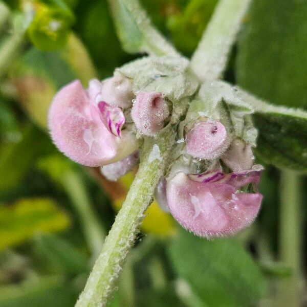 Phlomis purpurea फूल