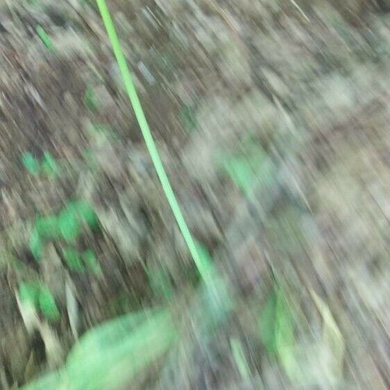 Arisaema dracontium Blad