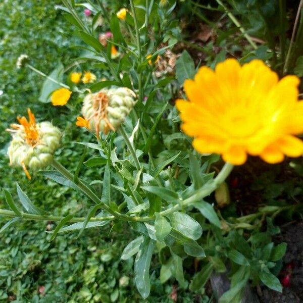 Calendula officinalis Vrucht