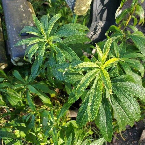 Solidago canadensis Hoja