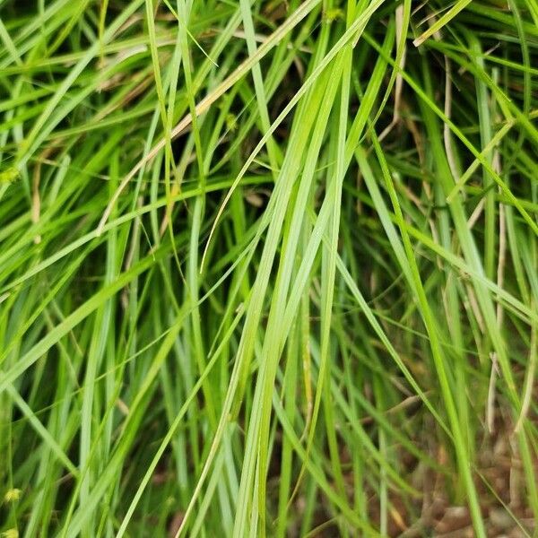 Carex echinata 葉