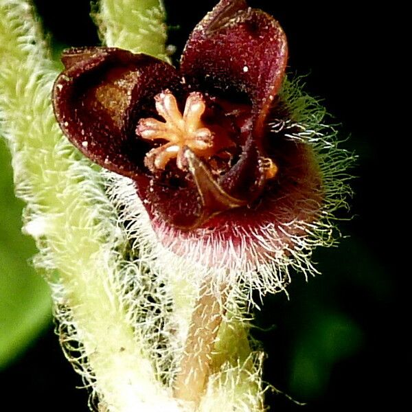 Asarum europaeum Blodyn