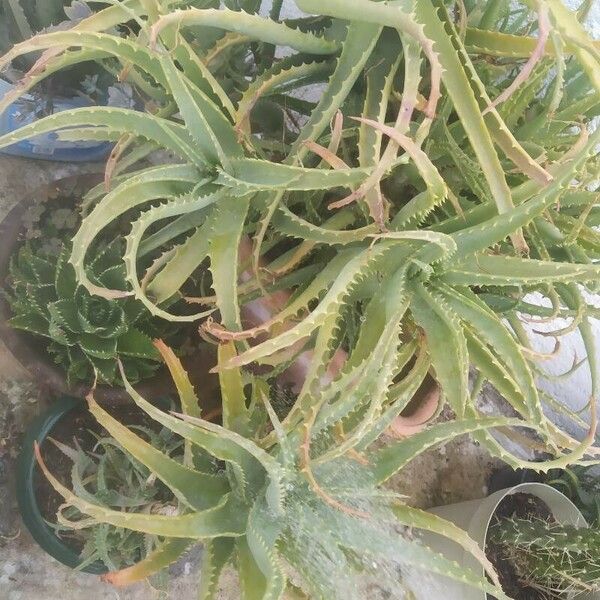 Aloe arborescens Leht