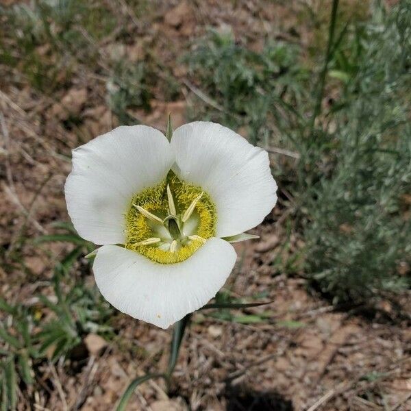 Calochortus gunnisonii Λουλούδι