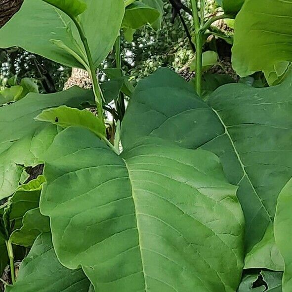 Magnolia acuminata 葉