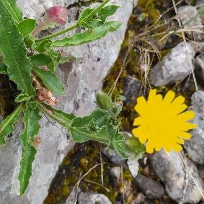 Hieracium humile Flower