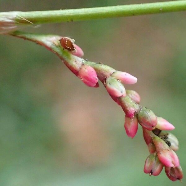 Persicaria minor Квітка