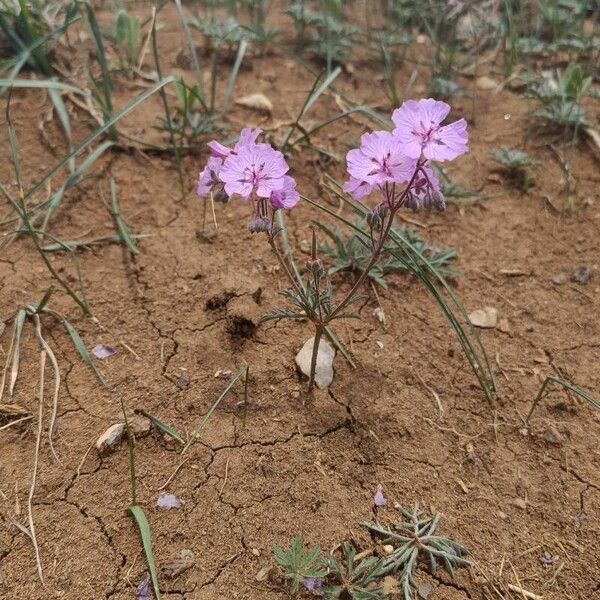 Geranium tuberosum Цвят