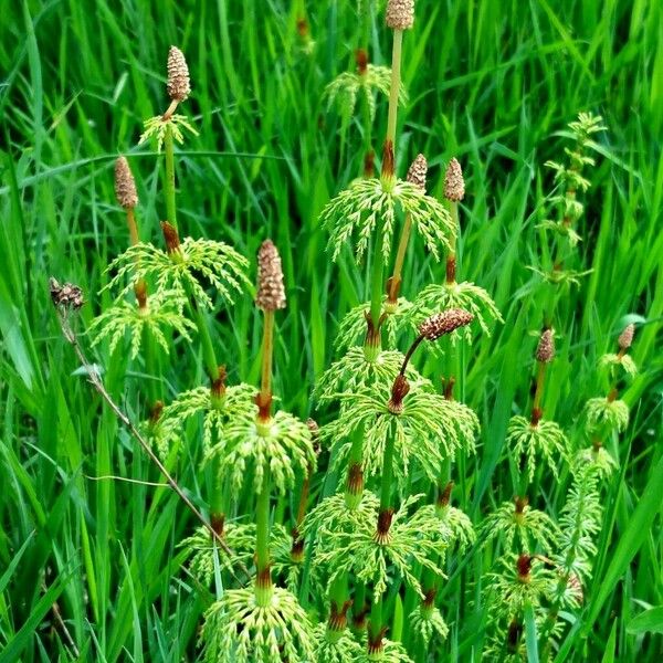 Equisetum sylvaticum Blad