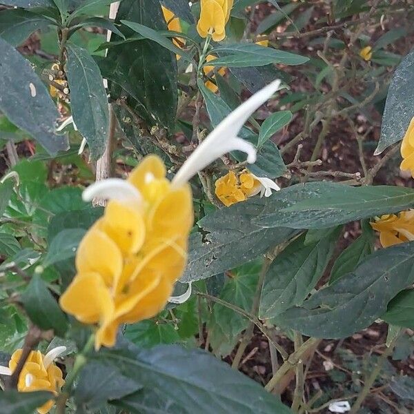 Pachystachys lutea Flower