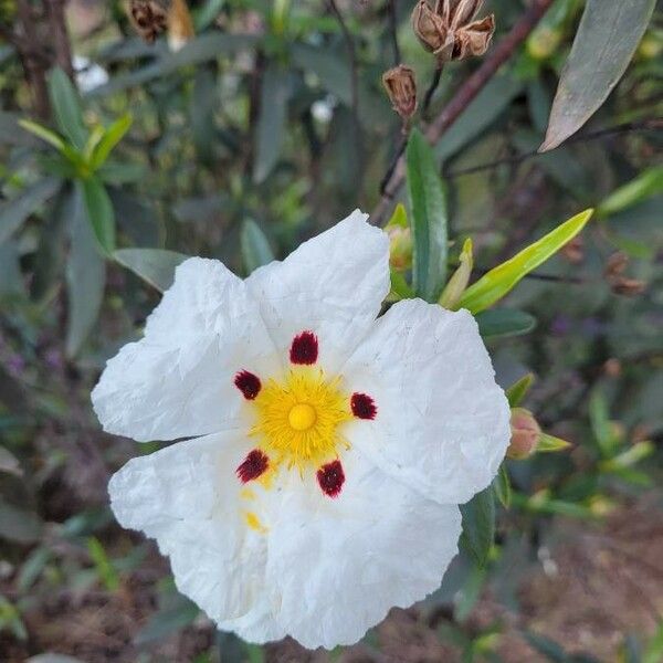 Cistus ladanifer Λουλούδι