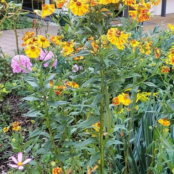 Helenium autumnale आदत