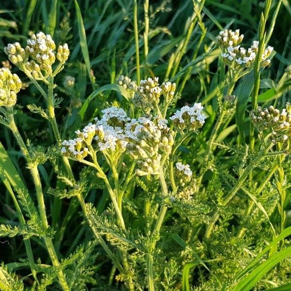 Achillea nobilis आदत