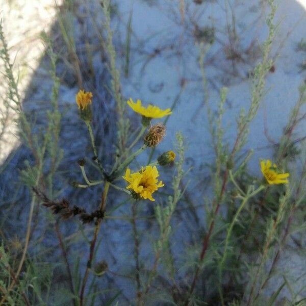 Hieracium umbellatum Цветок