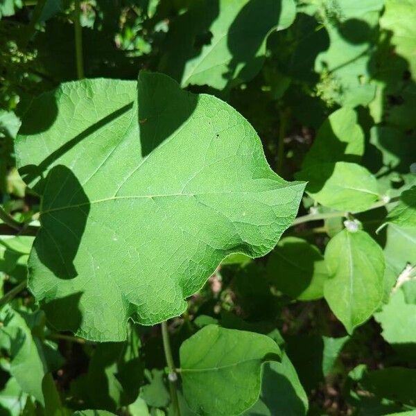 Arctium tomentosum Feuille