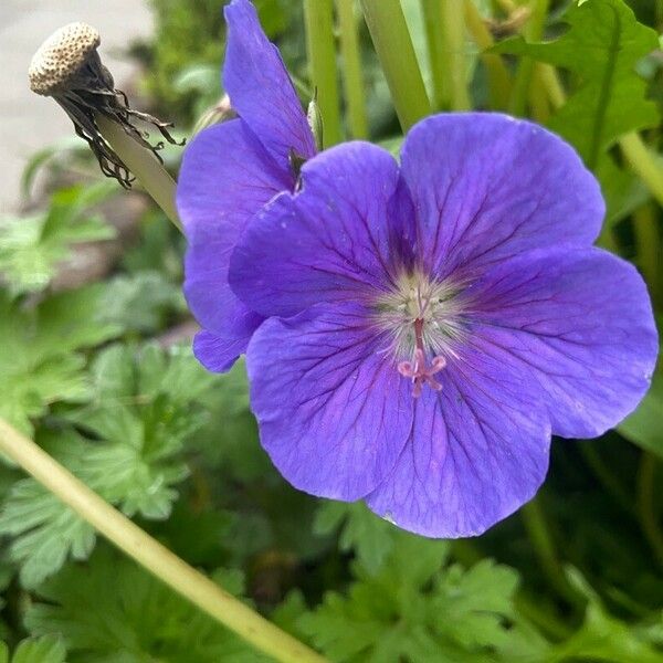 Geranium himalayense Flors