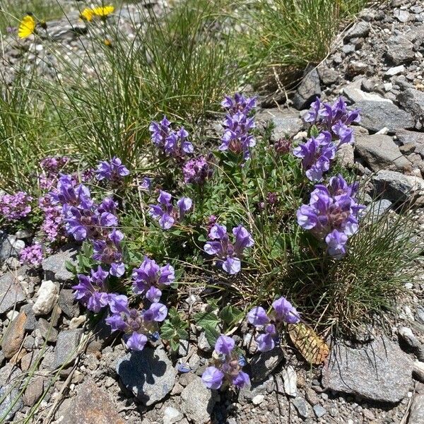 Scutellaria alpina Habit