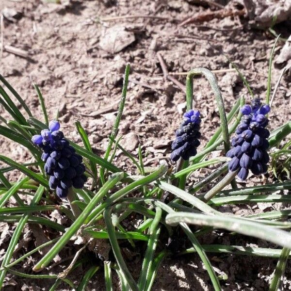 Muscari neglectum Alkat (teljes növény)