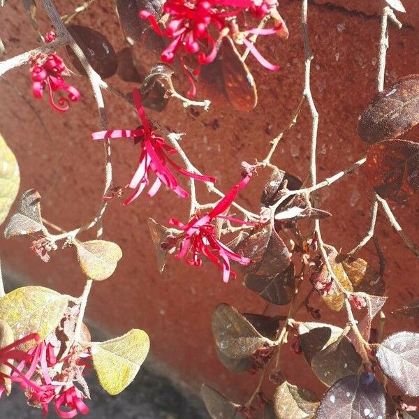 Loropetalum chinense ᱵᱟᱦᱟ