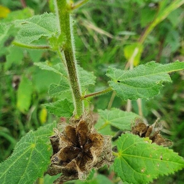 Hibiscus vitifolius Vili