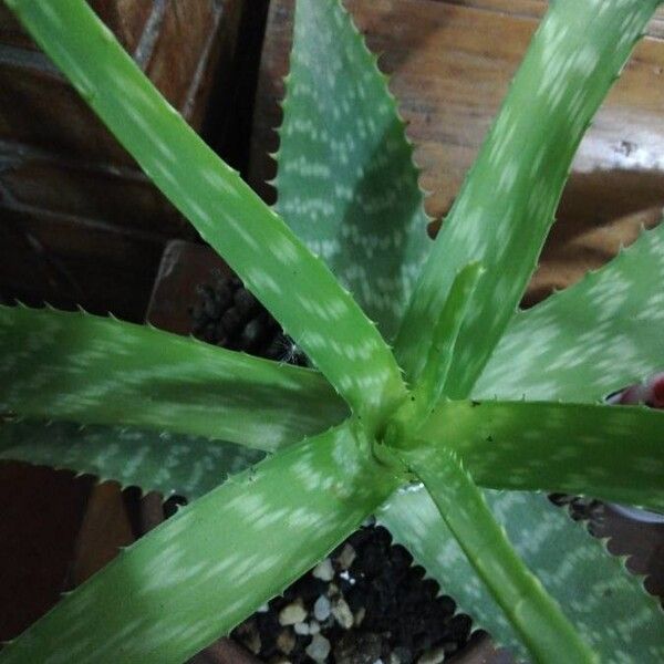 Aloe maculata (Broadleaf aloe)