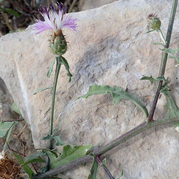 Centaurea aspera 葉