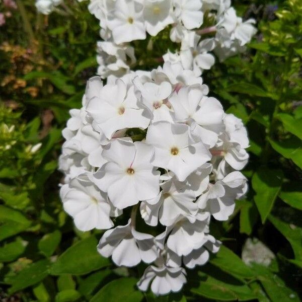 Phlox carolina Blomst