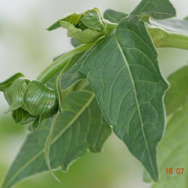 Dahlia pinnata Leaf