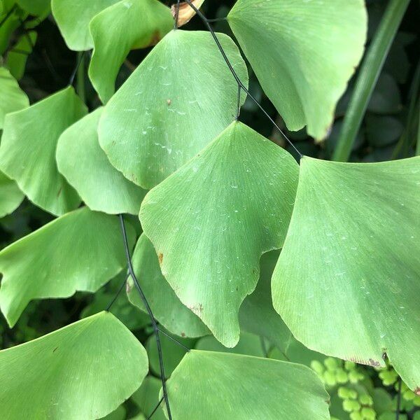 Adiantum peruvianum Leaf