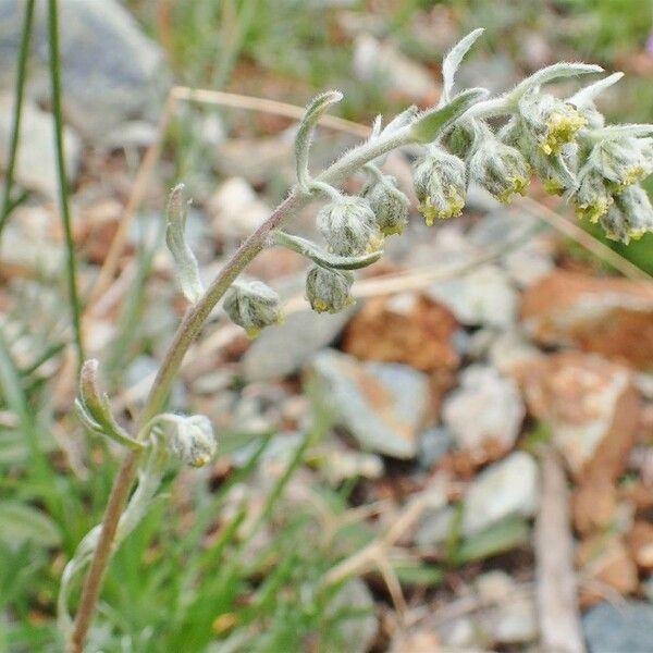Artemisia umbelliformis 整株植物