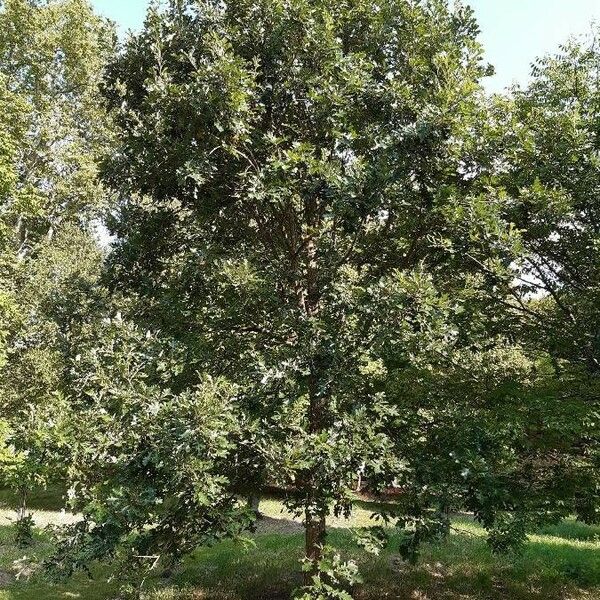 Quercus macrocarpa عادت