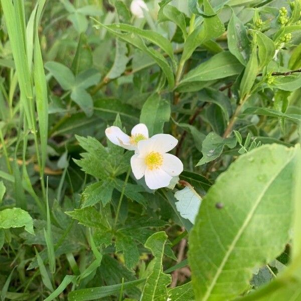 Anemonastrum canadense 花