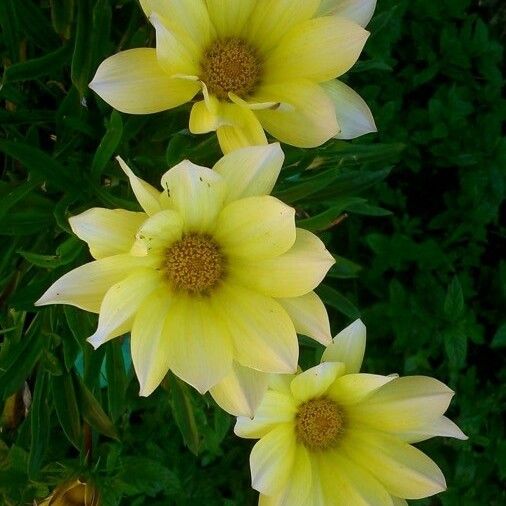 Gazania rigens 形态