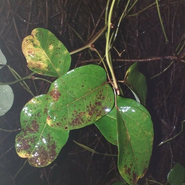Akebia trifoliata Leaf