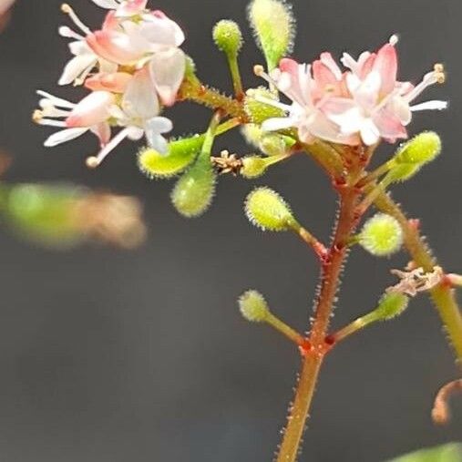 Circaea alpina Kwiat