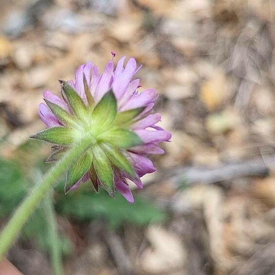 Knautia collina Blomma