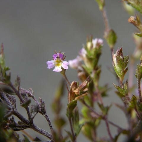 Euphrasia micrantha Tervik taim