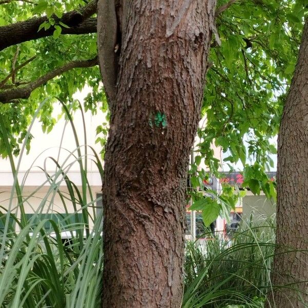 Cercis canadensis Bark