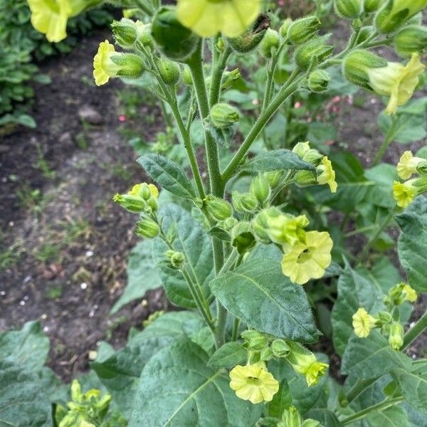 Nicotiana rustica Fuelha