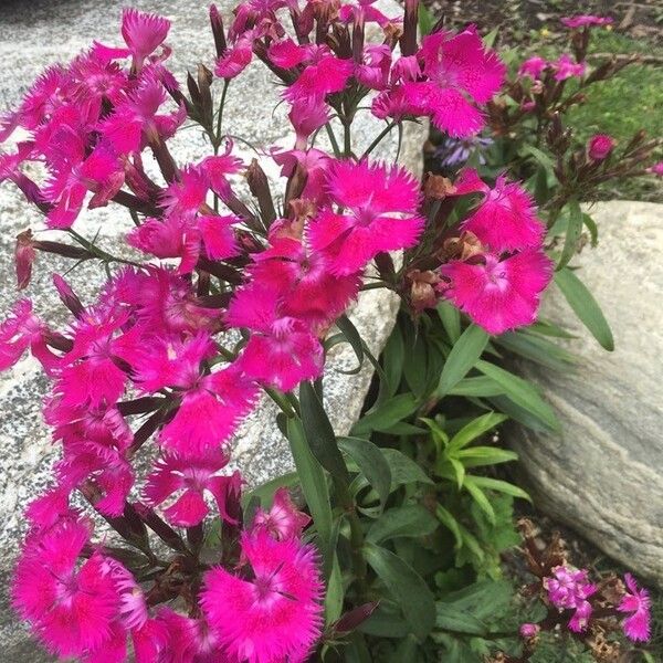 Dianthus barbatus Fleur