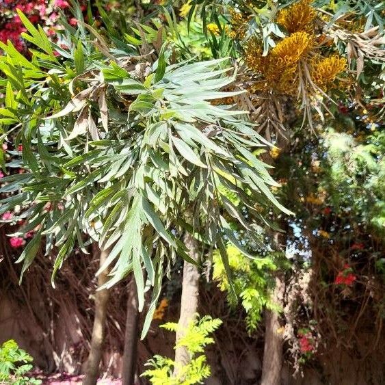 Grevillea robusta Hoja