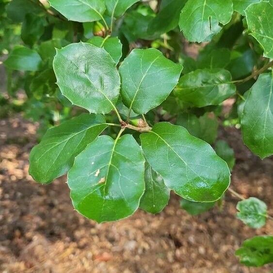 Quercus agrifolia ᱥᱟᱠᱟᱢ