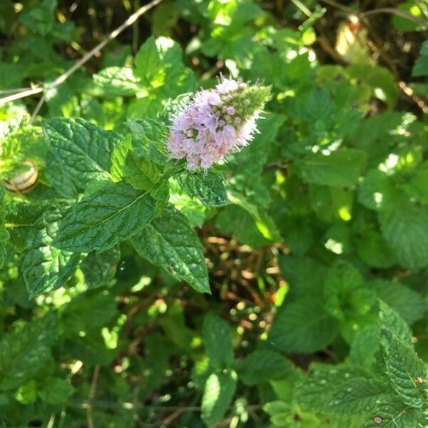 Mentha spicata Žiedas